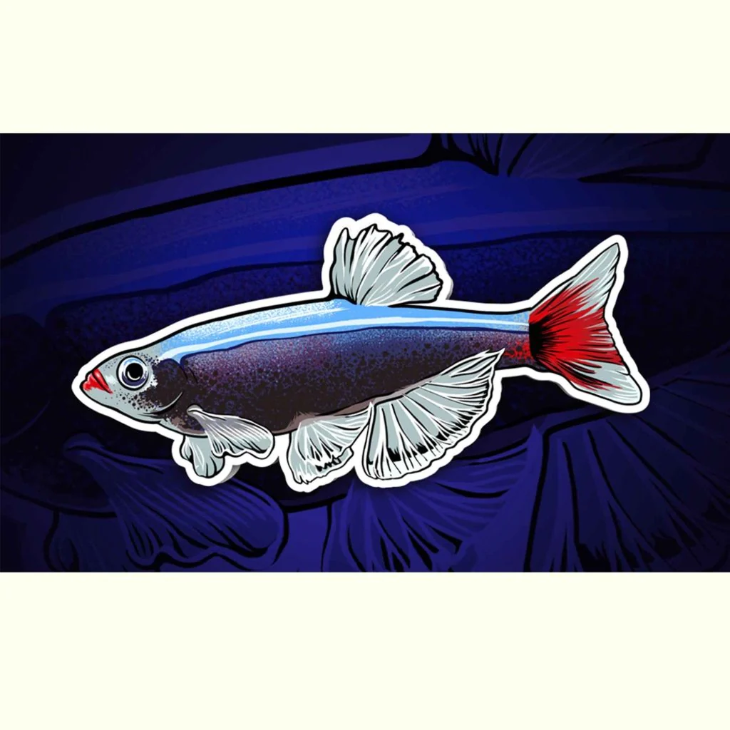 White Cloud Mountain Minnow Decal Sticker