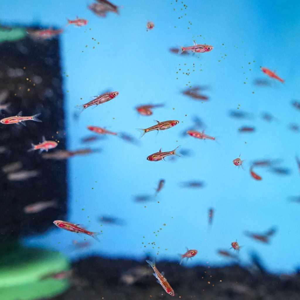 Xtreme Nano Pellets - Image 2