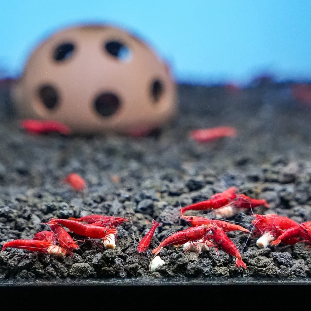 Xtreme Shrimpee Sinking Sticks - Image 2